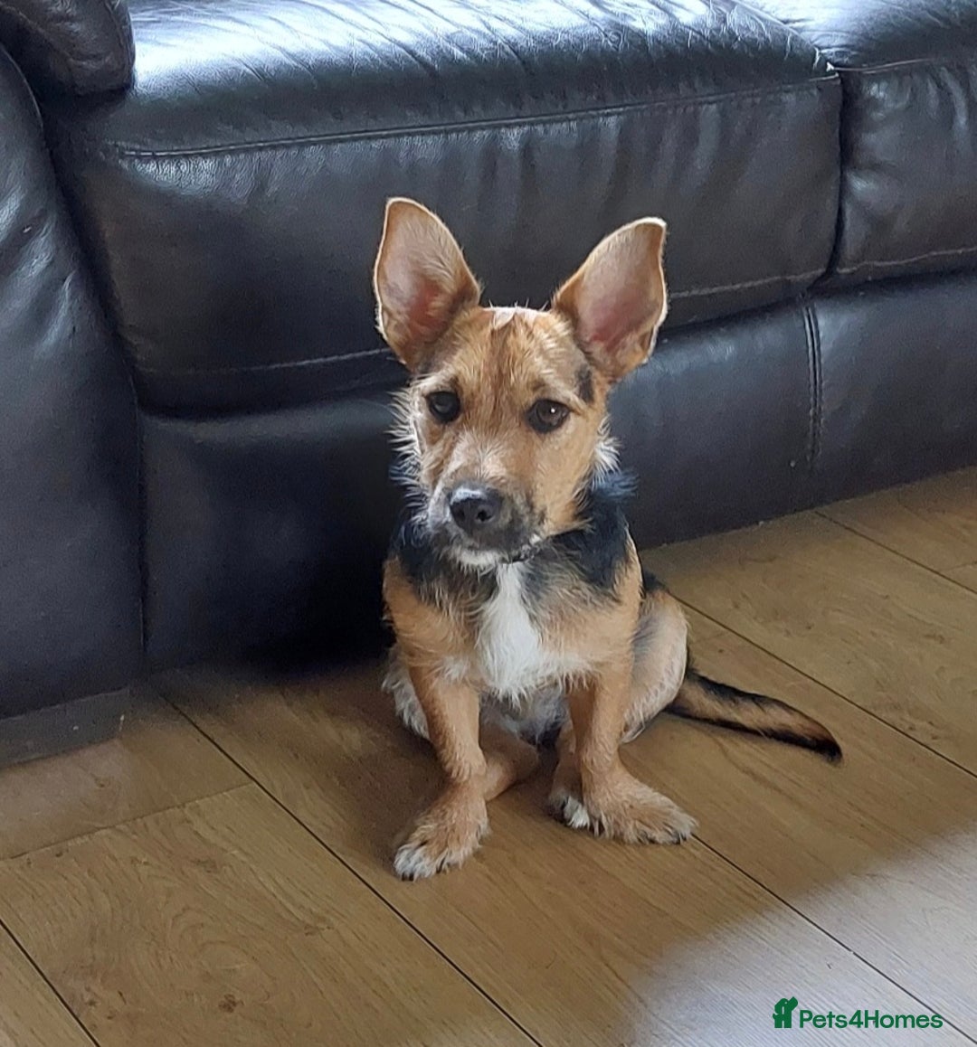 Jack Russell dogs for sale: Jack Russell Terrier - Image 6