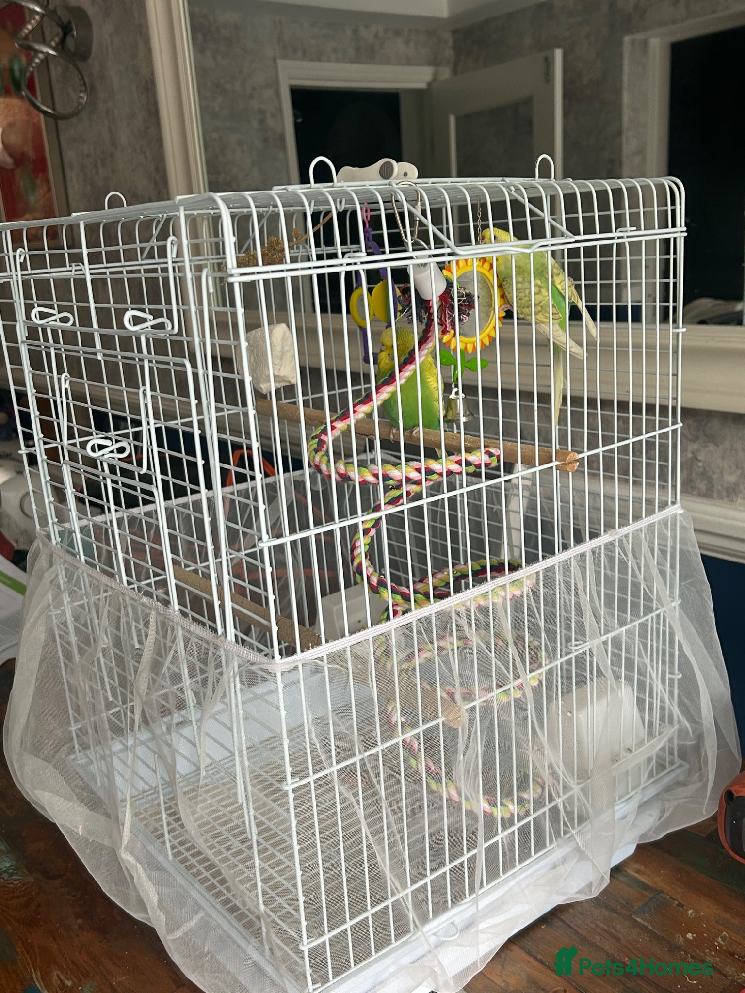Budgerigars birds for sale: 2 female baby budgies  in Enfield - Advert 4