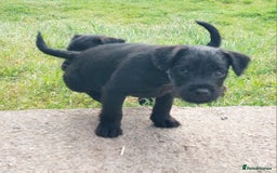 Patterdale Terrier dogs for sale: Well socialised Patterdales For Sale,ready now. - Image 29
