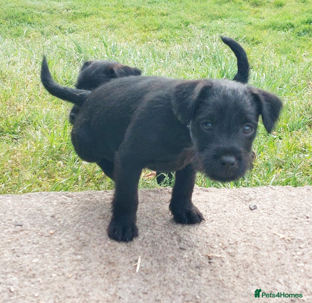 Patterdale Terrier dogs for sale: Well socialised Patterdales For Sale,ready now. - Image 29