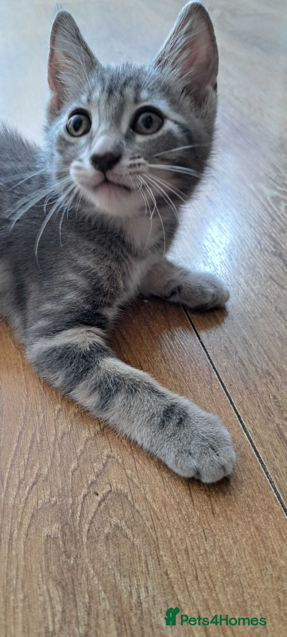 Russian Blue cats 🐾 Stunning 9 weeks Russian Blue X Tabby Kittens - Advert 1