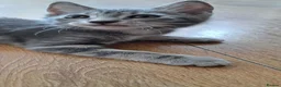 Russian Blue cats for sale: 🐾 Stunning 9 weeks Russian Blue X Tabby Kittens - Advert 1