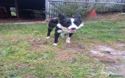 Border Collie dogs for sale: Lovely collie bitch looking for a new home - Image 5