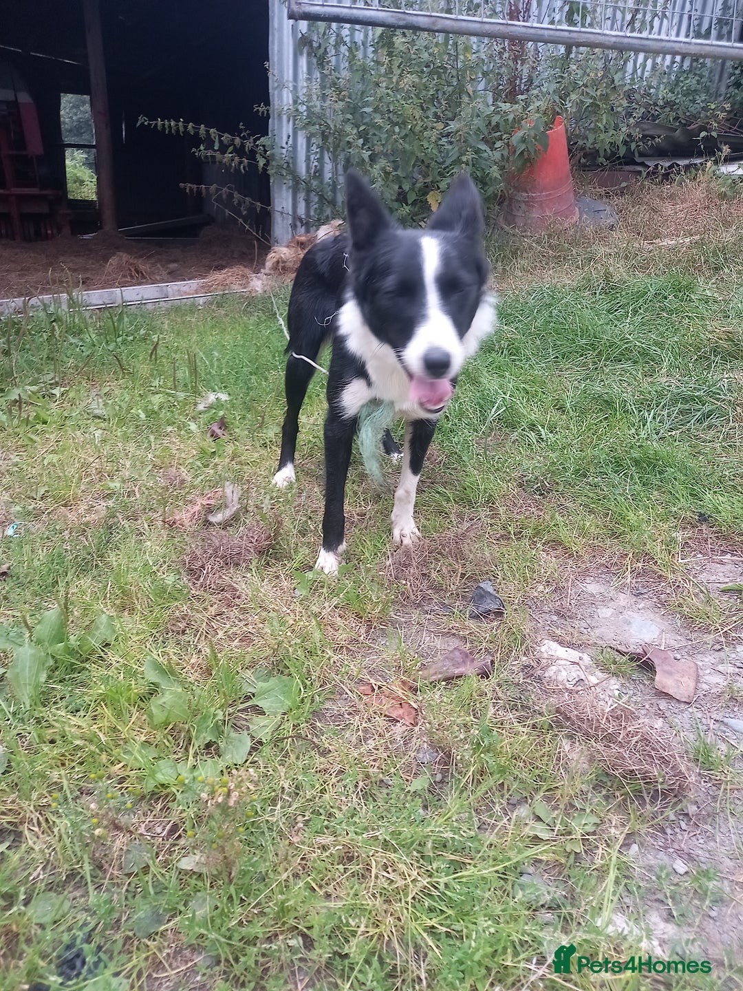 Border Collie dogs for sale: Lovely collie bitch looking for a new home - Image 5