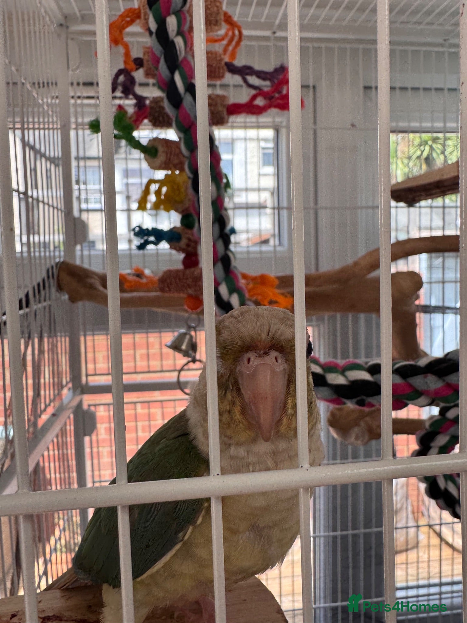 Conures birds Hand reared conure for sale - Advert 2