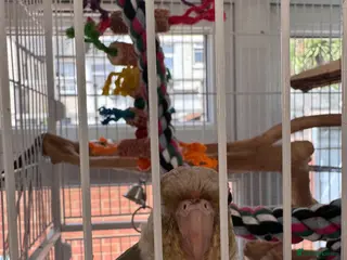 Conures birds Hand reared conure for sale - Advert 2