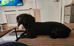 Cocker Spaniel dogs for sale: Cocker spaniel Puppies Males and females - Image 8