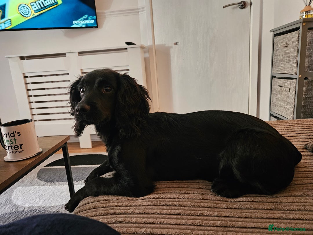 Cocker Spaniel dogs for sale: Cocker spaniel Puppies Males and females - Image 8