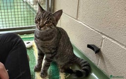 Domestic Shorthair cats for adoption: Teddy - Image 1