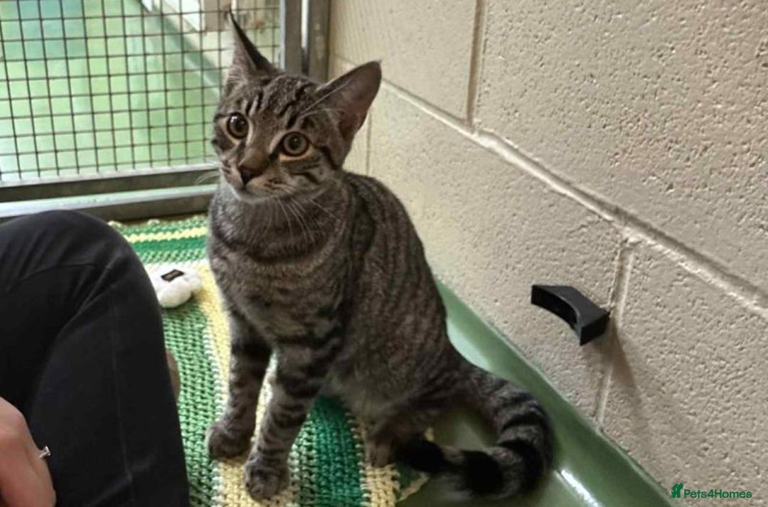 Domestic Shorthair cats for adoption: Teddy - Image 1