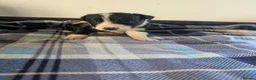 Border Collie dogs for sale: Isds registered border collie pups  - Advert 38