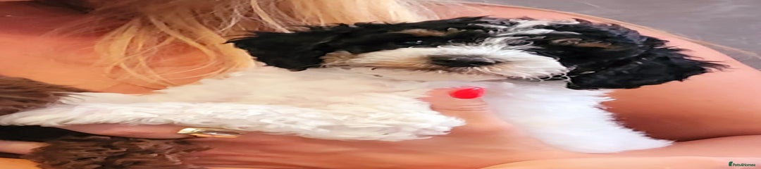Cavapoo Puppy 1