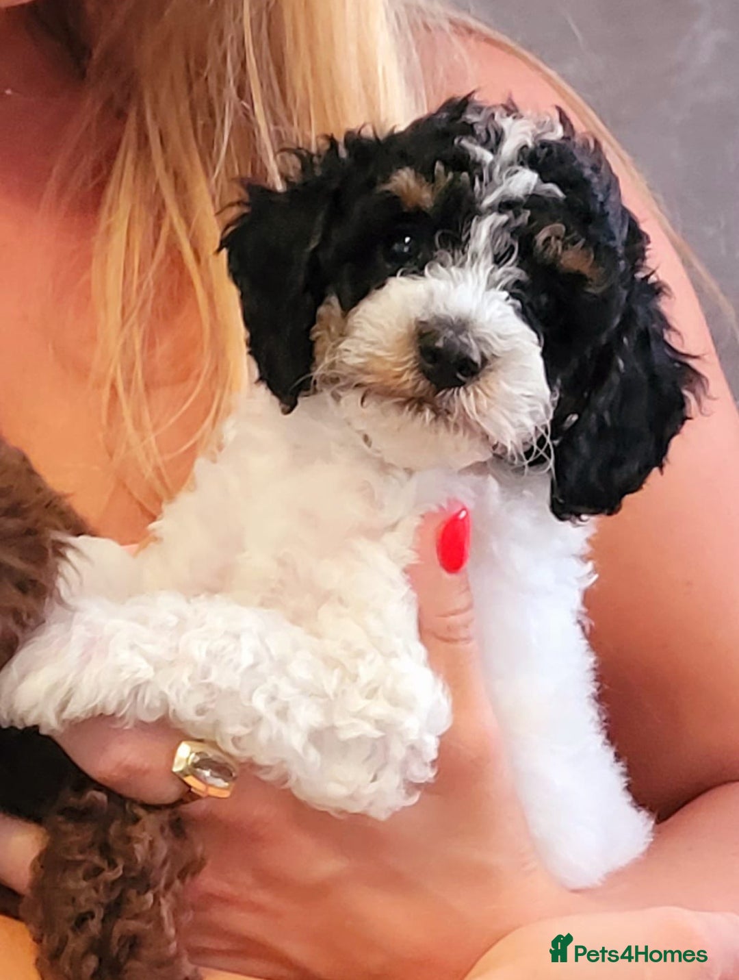 Cavapoo dogs for sale:  Stunning F1b girl cavapoo puppies,rare tri colour - Image 2
