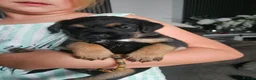 Border Terrier dogs for sale: Border terrier puppies  - Advert 1