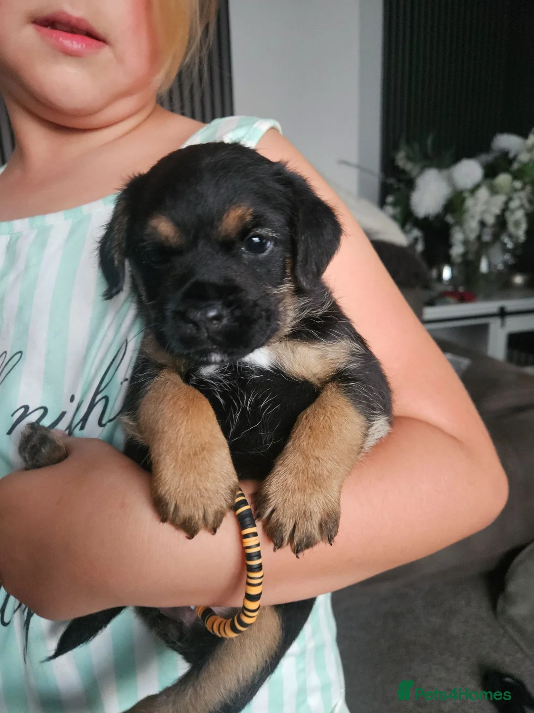 Border Terrier dogs for sale: Border terrier puppies  - Advert 1