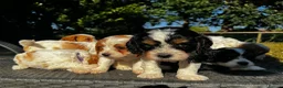 Cavapoo dogs for sale: Cavapoo’s extensively health tested rare colours  - Advert 16