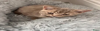 Lilac Classic Tabby 