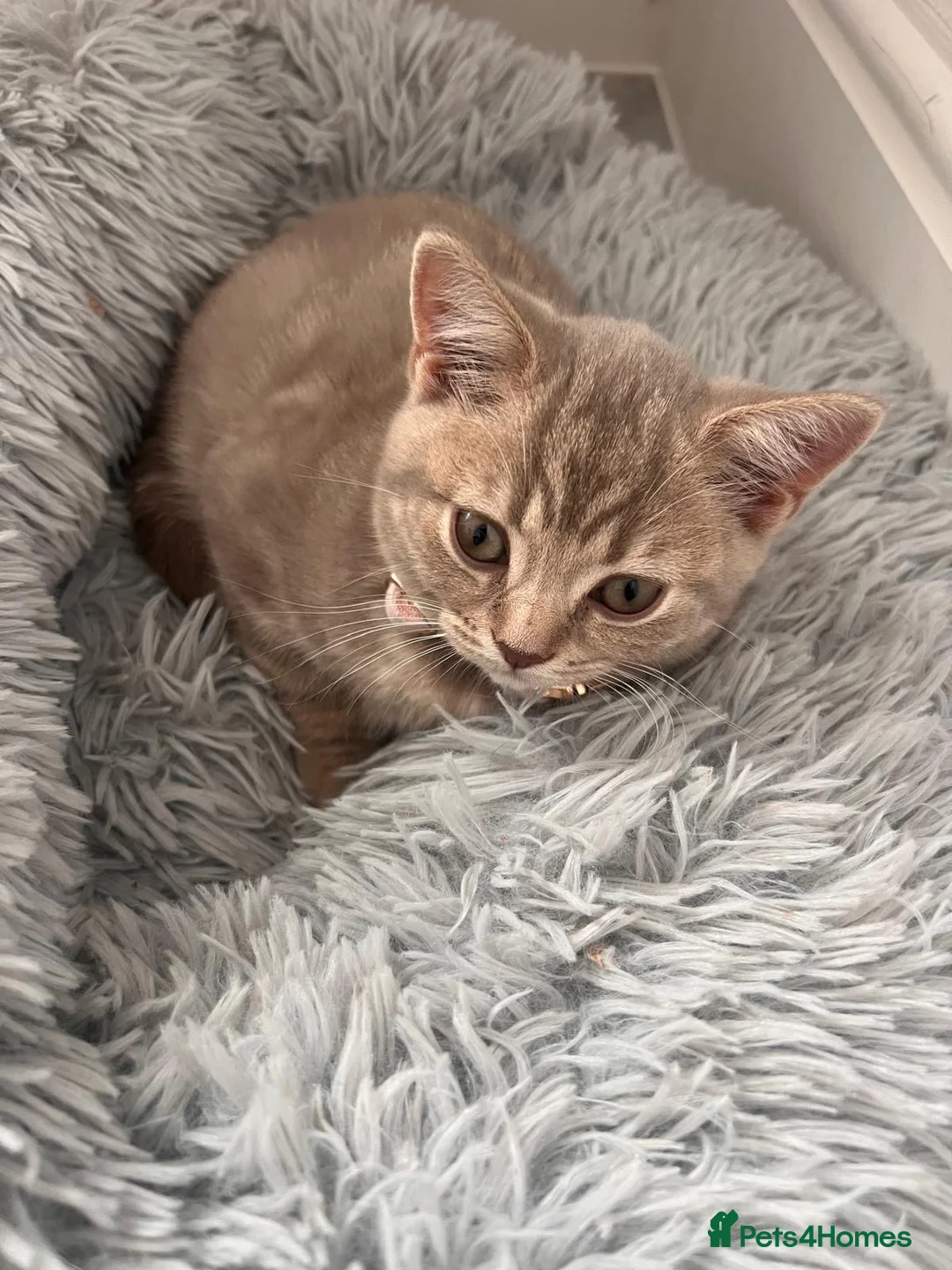 British Shorthair cats for sale: 🐾 GCCF Registered British Shorthair Kittens  - Advert 2
