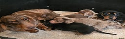 Miniature Dachshund dogs for sale: KC reg, gorgeous litter.5* Licensed. READY NOW  - Advert 9