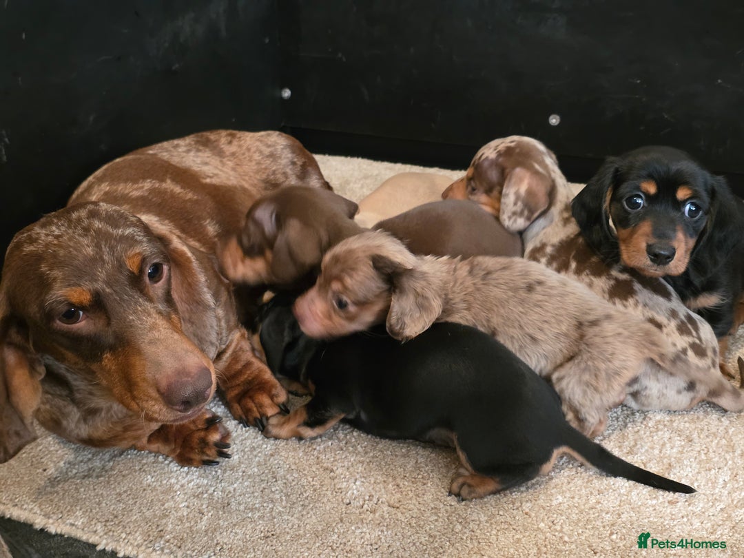 Miniature Dachshund dogs for sale: KC reg, gorgeous litter.5* Licensed. READY NOW  - Advert 9