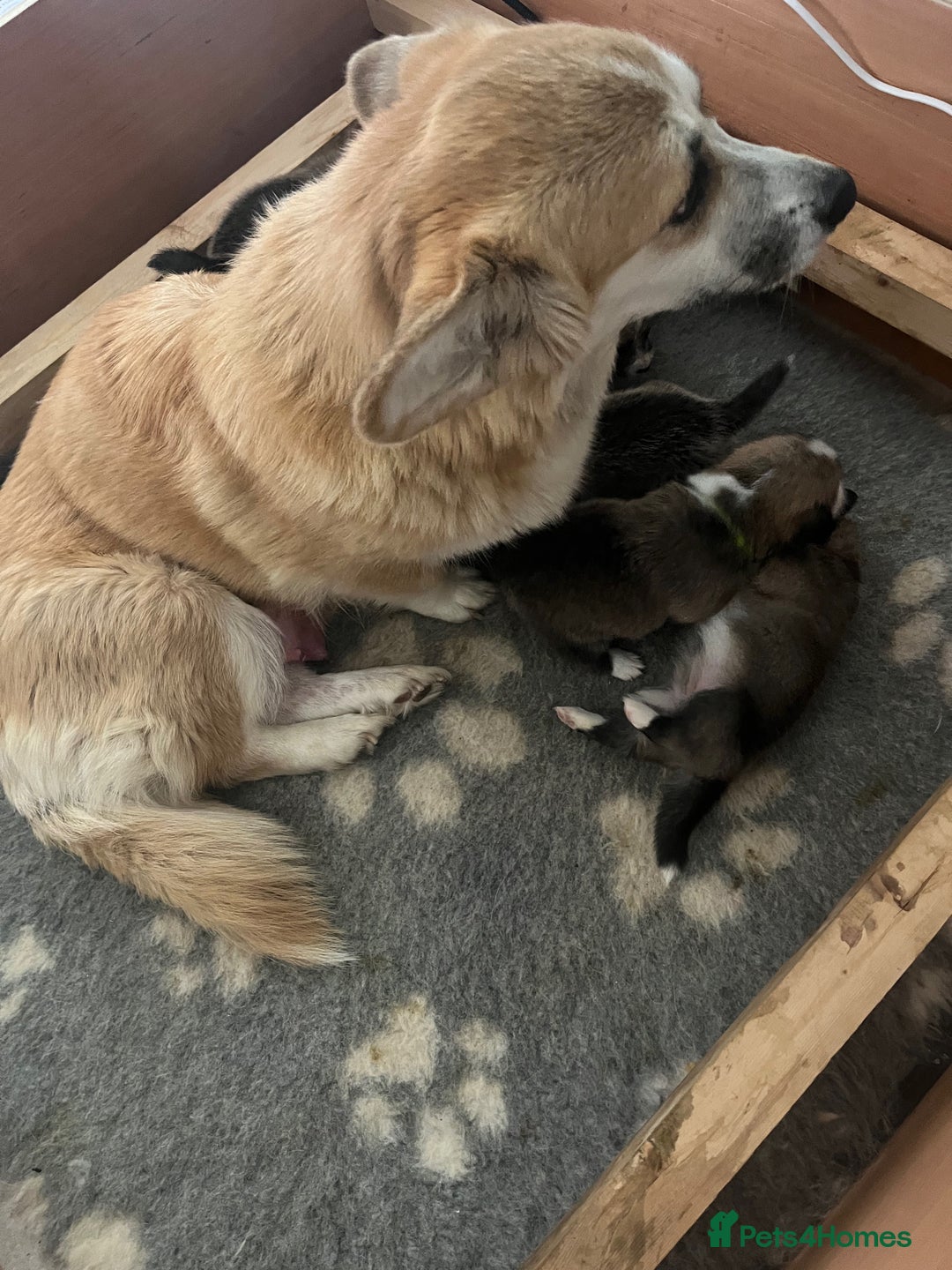 Welsh Corgi Pembroke dogs for sale: Lovely Corgis - Image 4