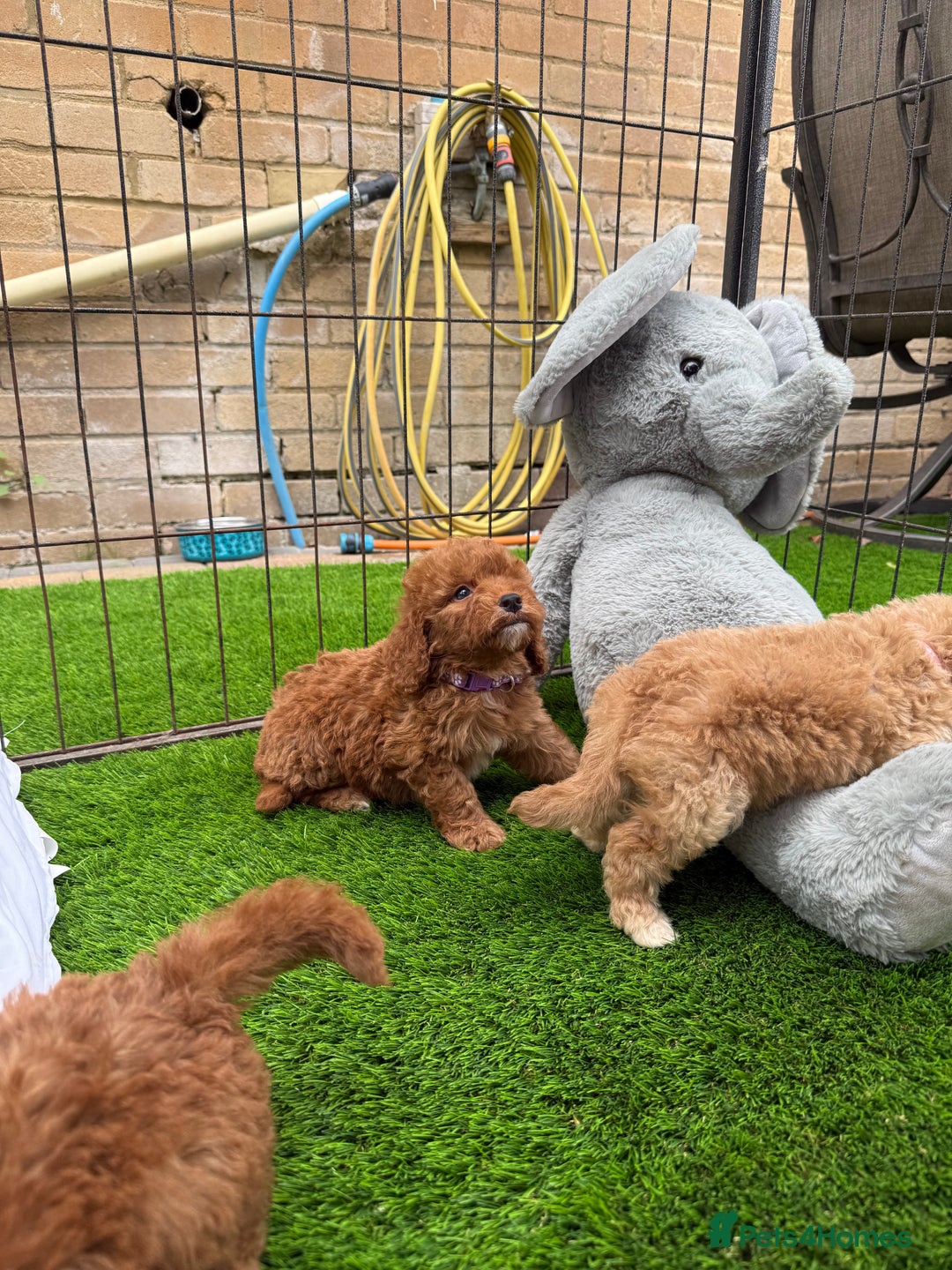 Cockapoo dogs for sale: Cockerpoo Puppies - Image 17