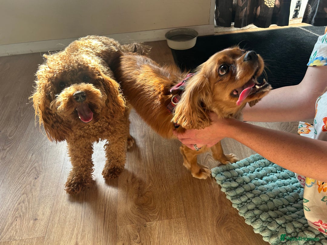 Poodle dogs for stud: Kc Fox red toy poodle for stud  - Image 23