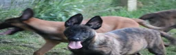 Belgian Shepherd Dog dogs for sale: Pups from world champion CHANCE - Advert 26