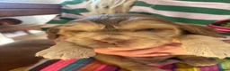 Cocker Spaniel dogs for sale: Show cocker spaniels kc reg pups ready 14 th June  - Advert 2