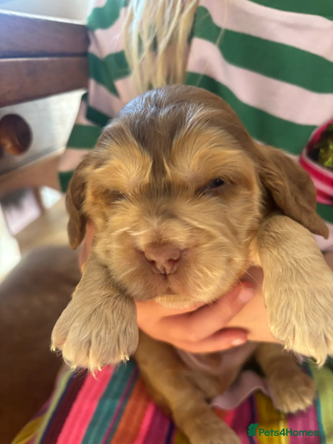 Cocker Spaniel dogs for sale: Show cocker spaniels kc reg pups ready 14 th June  - Advert 2