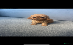 Cavapoo dogs for sale: Stunning health tested f1 Cavapoos ready now  - Image 5