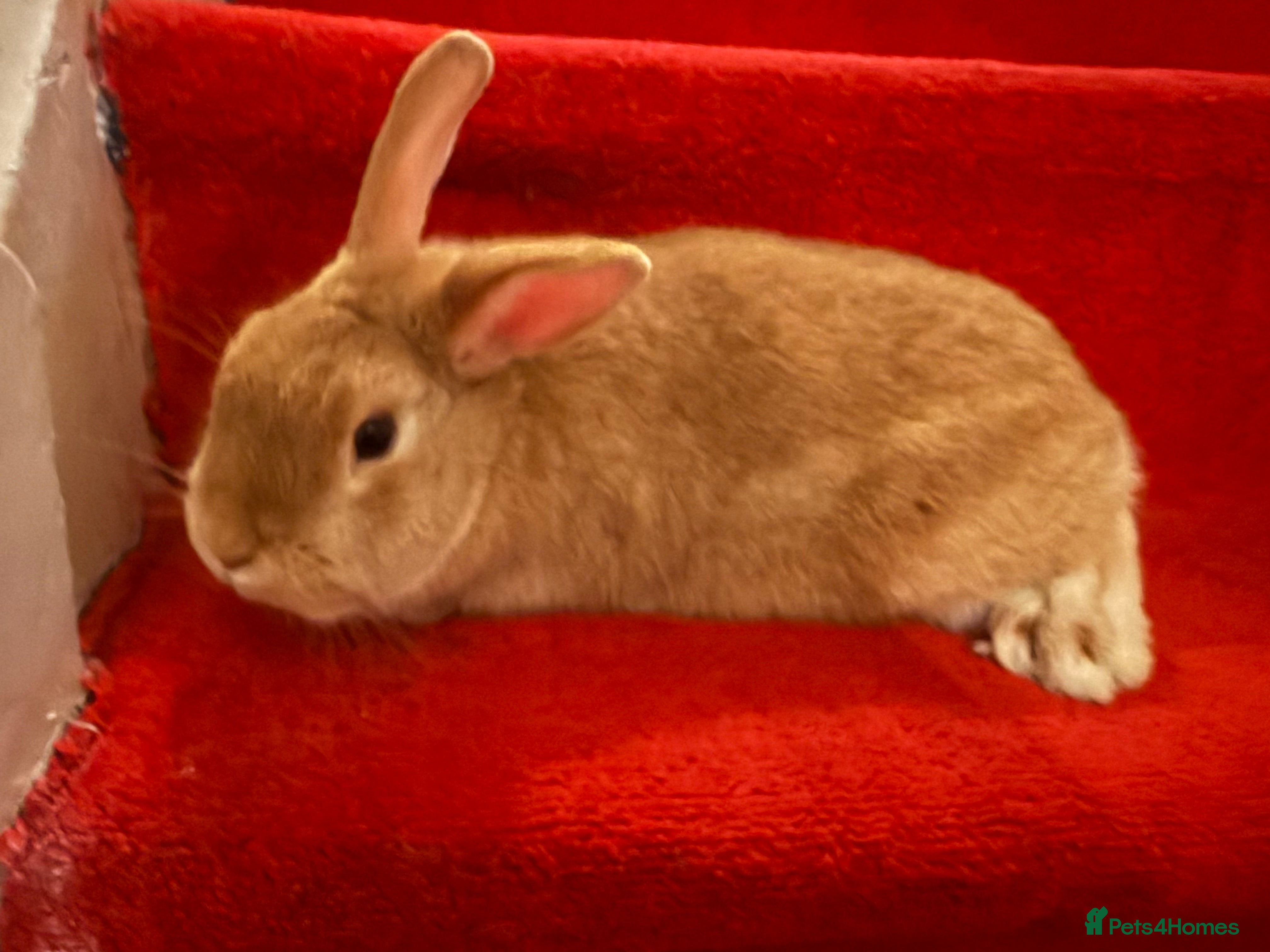 Mixed Breed rabbits Rabbit  - Advert 17
