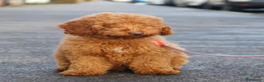 Miniature Poodle 2