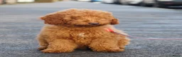 Miniature Poodle dogs for sale: Miniature Poodle –Lovingly Home-Reared & Ready in Salisbury - Advert 1
