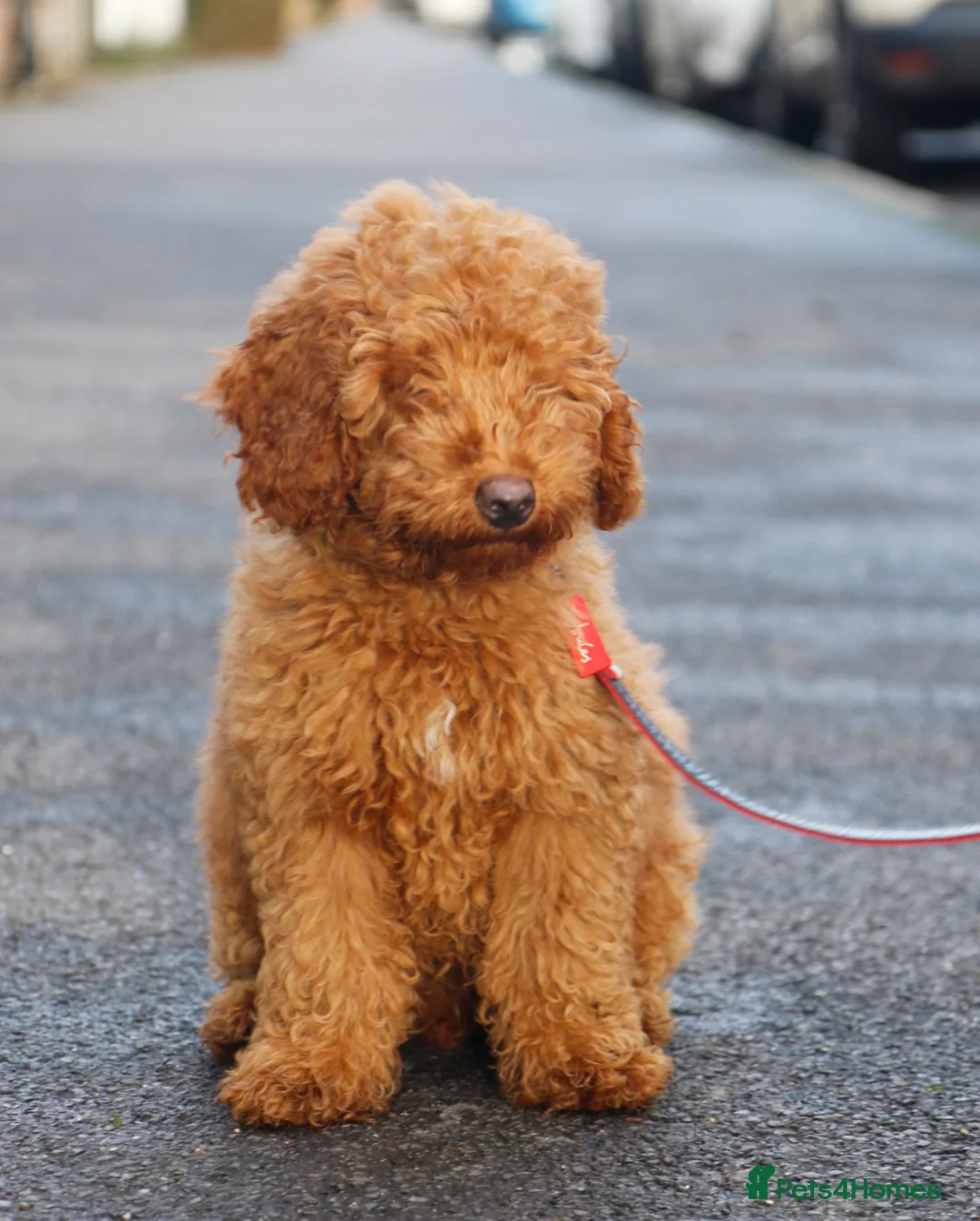 Miniature Poodle dogs for sale: Miniature Poodle –Lovingly Home-Reared & Ready in Salisbury - Advert 1