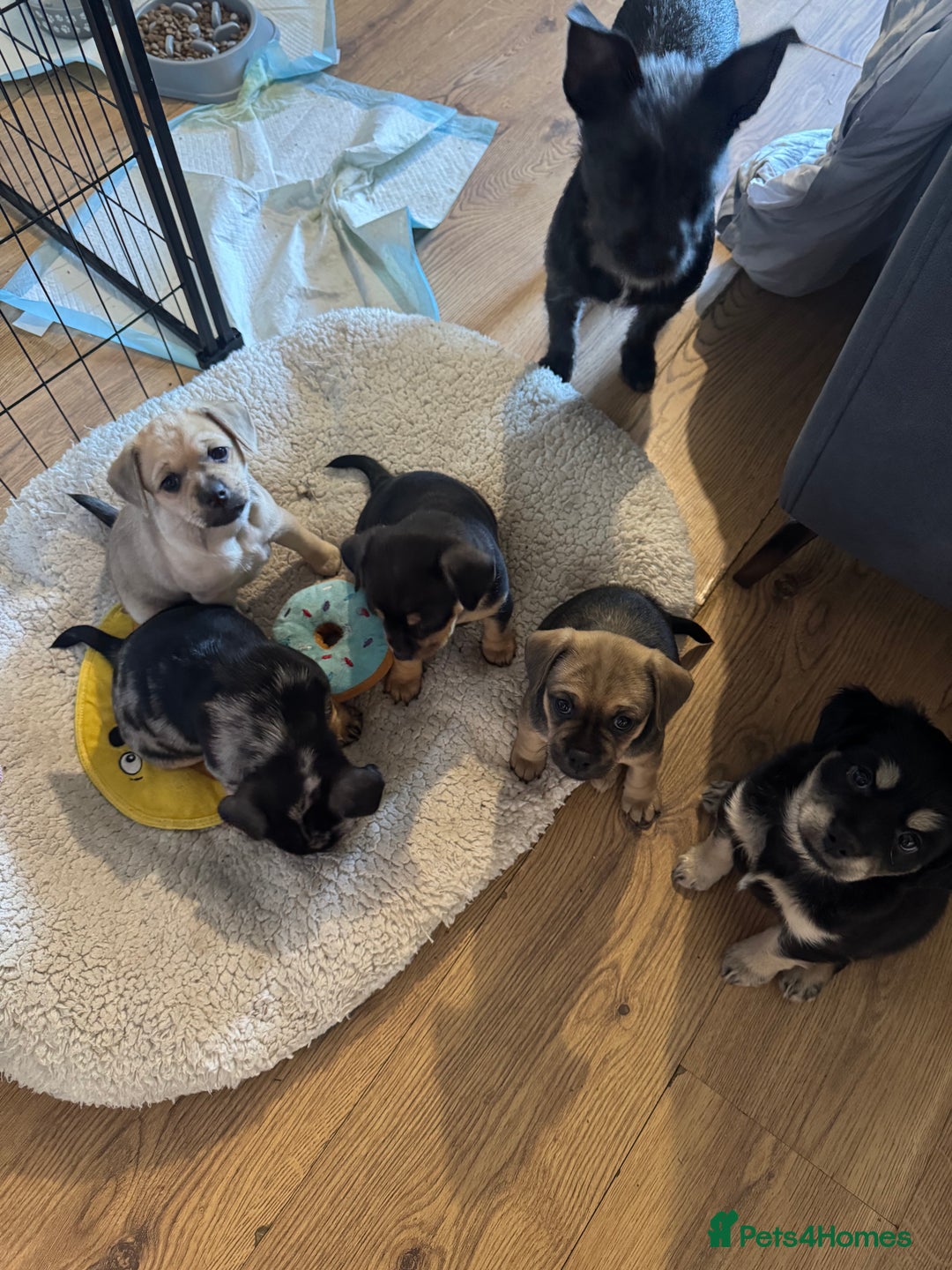 Mixed Breed dogs for sale: French Bulldog/Manchester Terrier hybrid. - Image 4