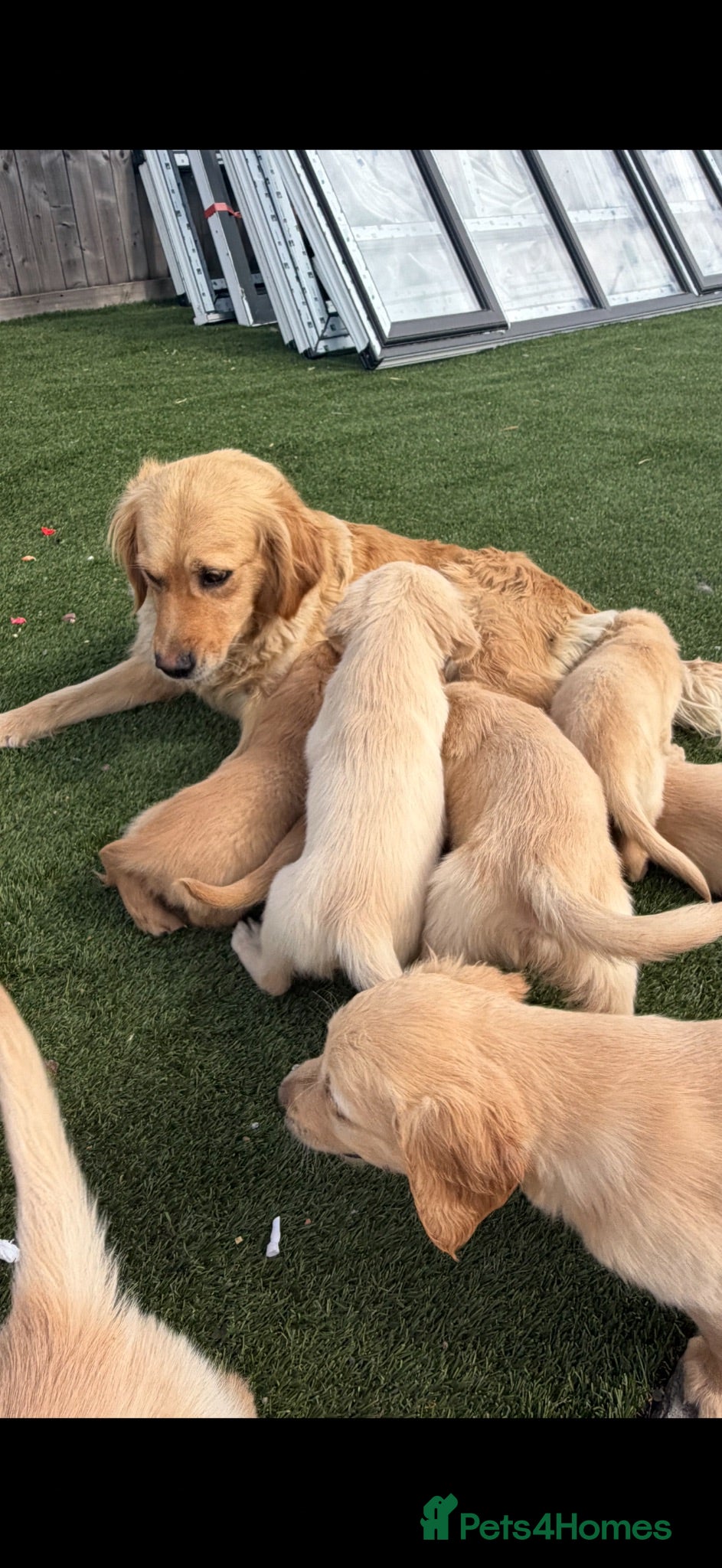 Golden Retriever dogs Kc registered golden retriever  - Advert 1