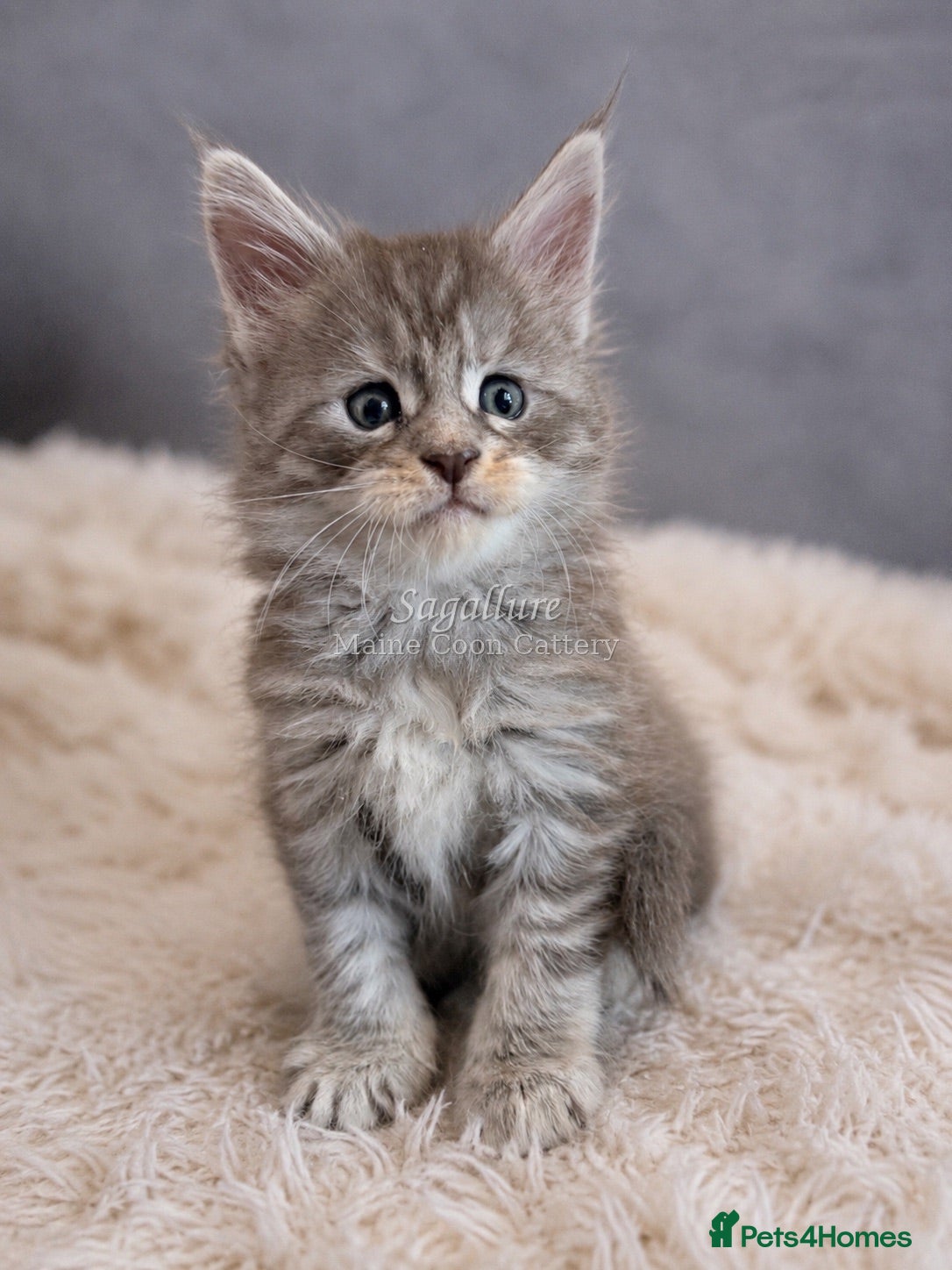 Maine Coon cats Champions- Bloodline Purebred Maine Coon Kittens - Advert 18