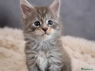 Maine Coon cats Champions- Bloodline Purebred Maine Coon Kittens - Advert 18