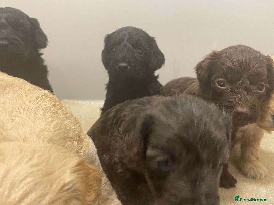 Cockapoo dogs for sale: F1 cockapoo p,a,r tested clear - Advert 23