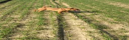 Patterdale Terrier dogs for sale: Patterdale girls looking for a new home - Advert 3