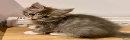 Maine Coon cats for sale: Maine Coon kittens - Advert 9