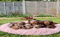Dachshund dogs for stud: Miniature Dachshund Stud Kc registered & Pra clear in Stowmarket - Image 26
