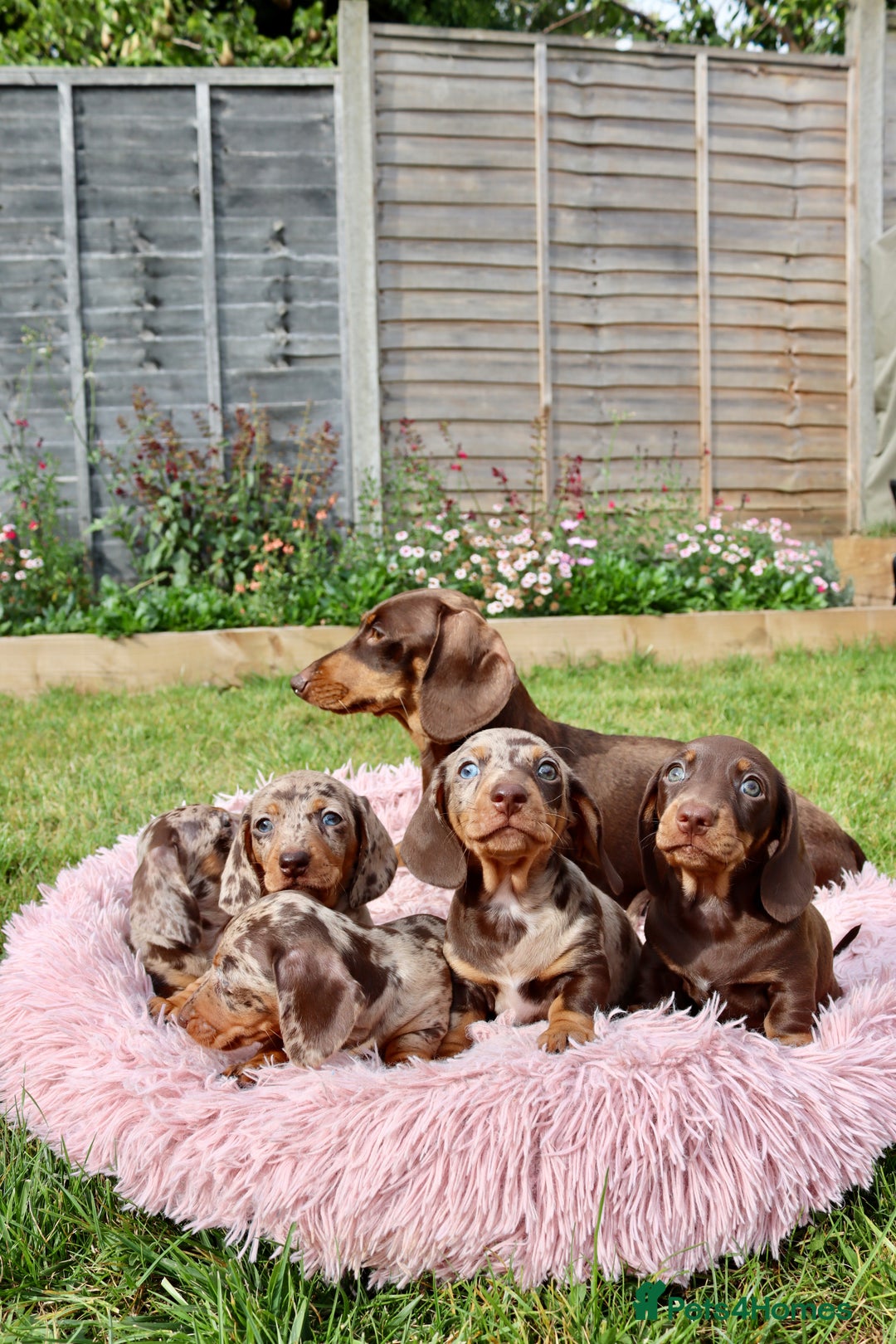 Dachshund dogs for stud: Miniature Dachshund Stud Kc registered & Pra clear in Stowmarket - Image 26