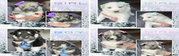 Siberian Husky dogs for sale: Beautiful Siberian Husky Puppies - Advert 1