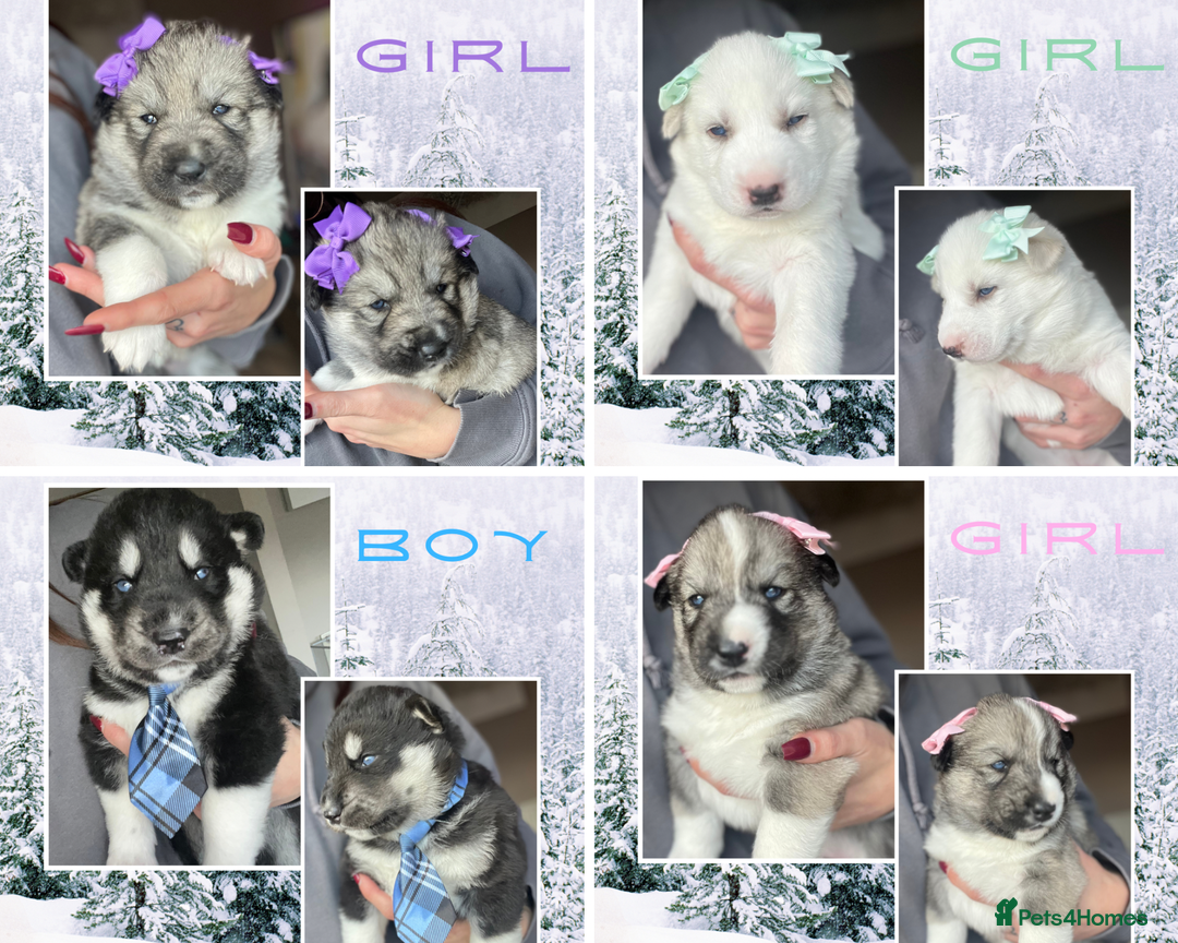 Siberian Husky dogs for sale: Beautiful Siberian Husky Puppies - Advert 1