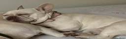 French Bulldog dogs for sale: White French bulldog KC Registered Need To Rehome - Advert 4