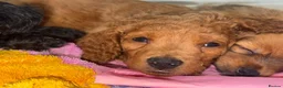 Cockapoo dogs for sale: Beautiful fur ball puppies 🐶  - Advert 8