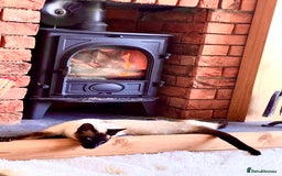 Siamese cats for sale: Seal Point Siamese - Image 4