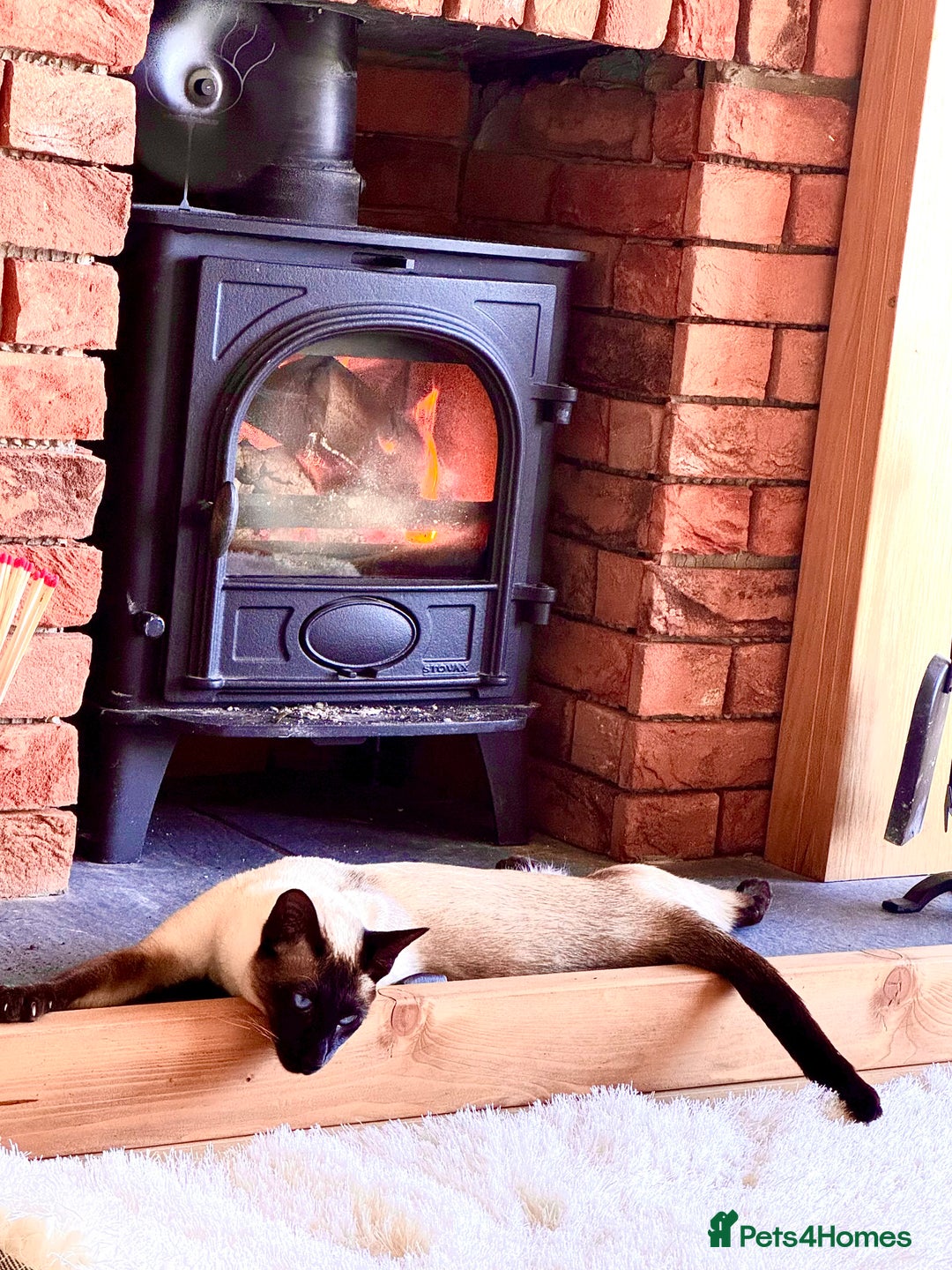 Siamese cats for sale: Seal Point Siamese - Image 4